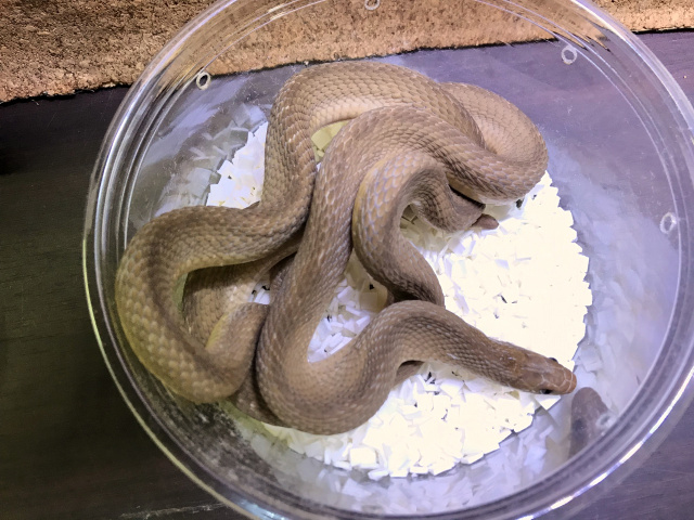 ミドリタマゴヘビ