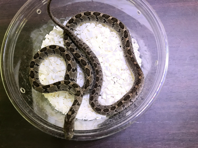 コモンタマゴヘビ