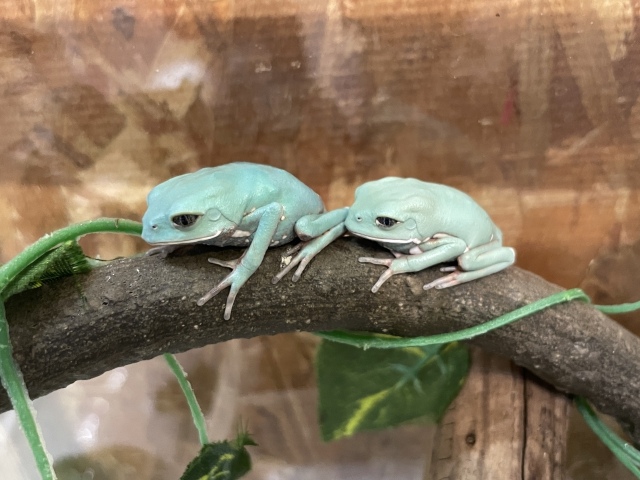 ソバージュネコメガエル