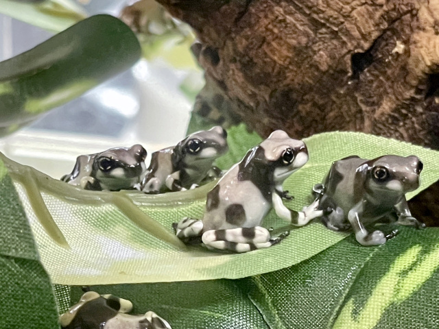 ミルキーフロッグ