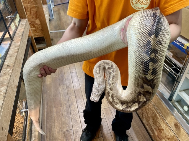 マラヤンブラッドパイソン(アイボリー)