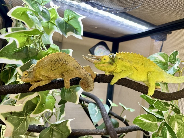 ジャクソンカメレオン(キサントロプス)