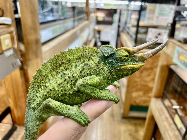 ジャクソンカメレオン(キサントロプス)