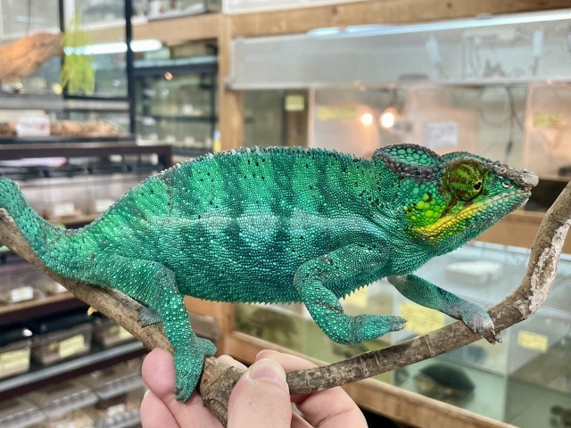 パンサーカメレオン(ノシベブルー)