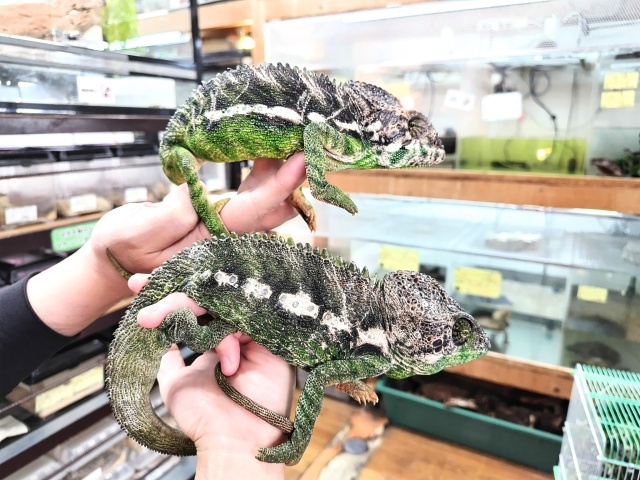 スパイニーカメレオン