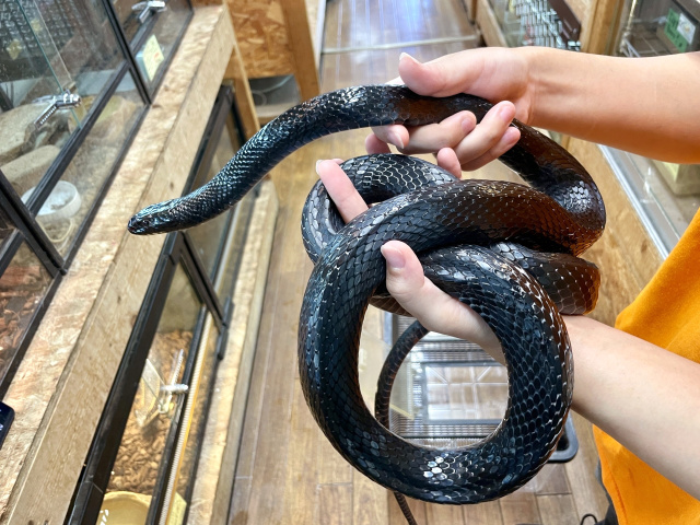 ミナミオオレーサー