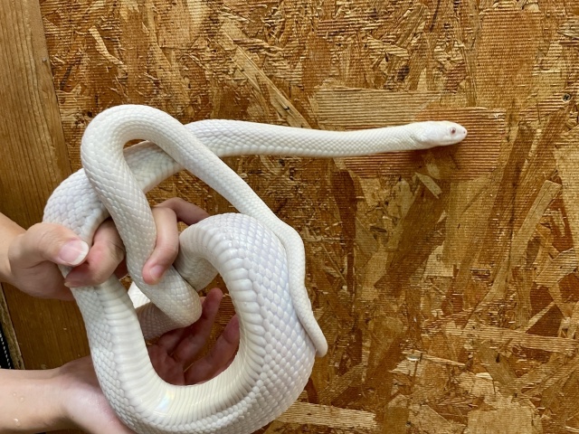 テキサスラットスネーク(アルビノリューシ)