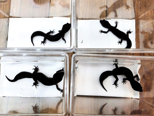 ヒョウモントカゲモドキ(ブラックナイト)