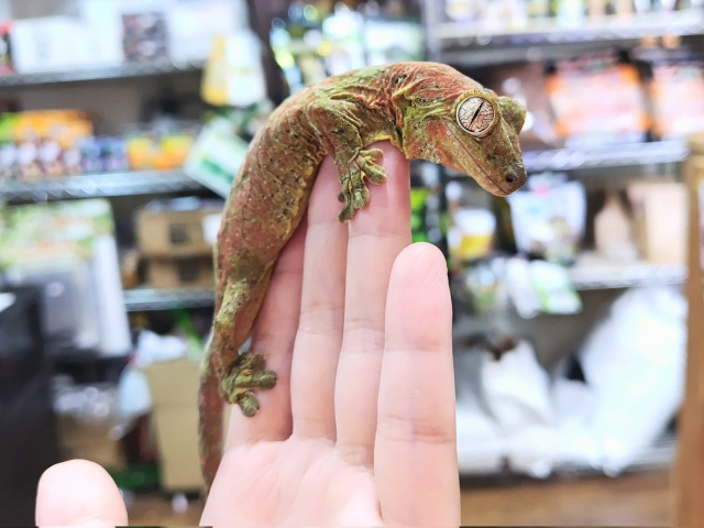 マモノミカドヤモリ(パイン島)