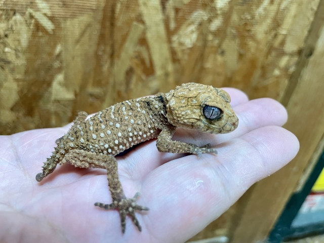 オニタマオヤモリ(No.1)