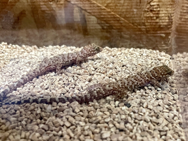 バイノトリノツメヤモリ