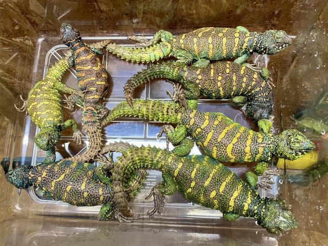 ニシキトゲオアガマ