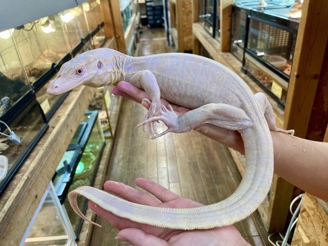 サルバトールモニター(T-アルビノ)