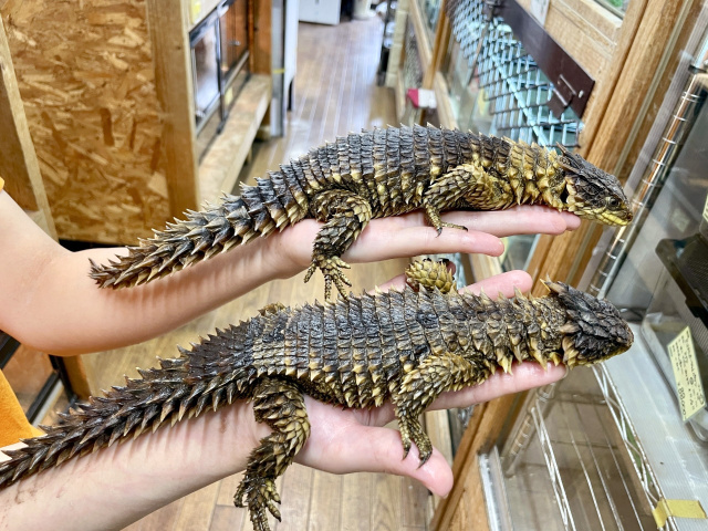 オオヨロイトカゲ