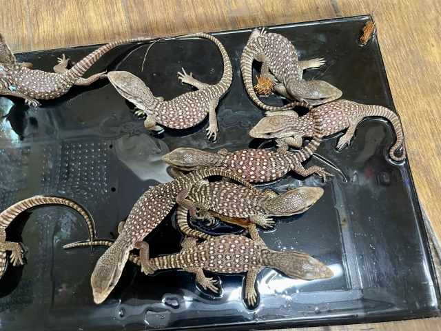 サバンナモニター