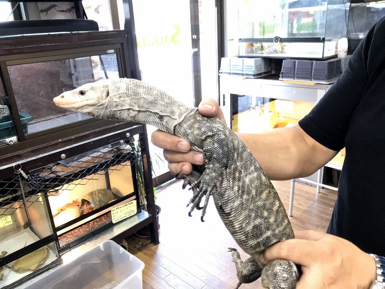 爬虫類ショップ サウリア守口店 トーチモニター ホワイトヘッドスペシャル