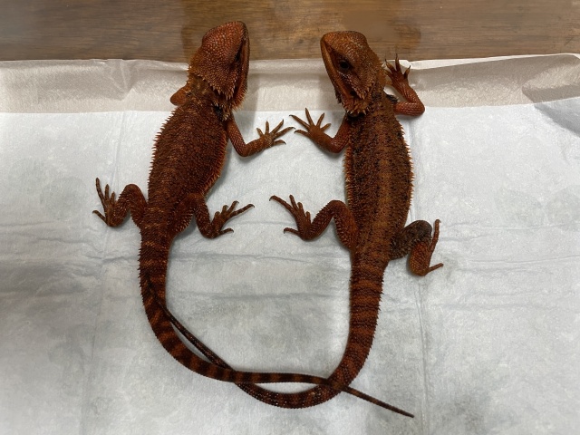 フトアゴヒゲトカゲ(ダークレッドトランスAAA)