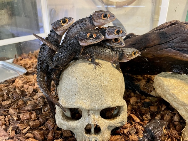 アカメカブトトカゲ