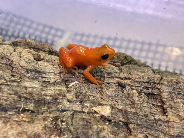 両生類）キオビヤドクガエル オレンジ バンド“ｏｒａｎｇｅ ｂａｎｄｅｄ”（１匹） 北海道・九州航空便要保温