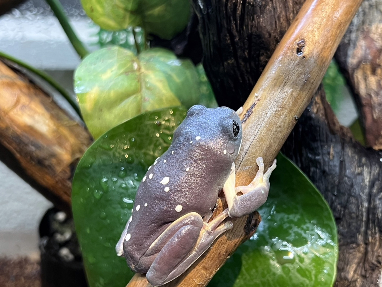 メキシコフトアマガエル カエル図鑑