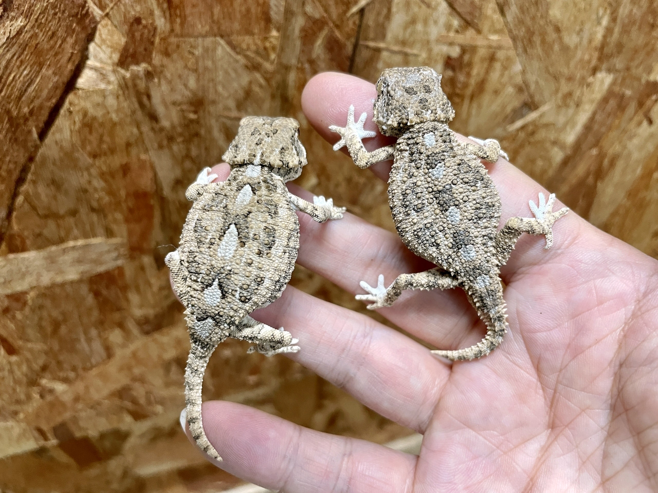 古典 ヤモリ レジンヘアゴム 赤いお花ヤモリ ゴツゴツ ゲッコー