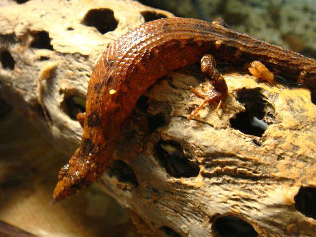 シナミズトカゲ