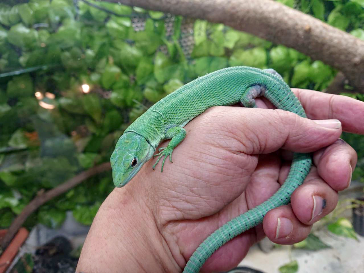 カナヘビ の 飼い 方 爬虫類ペット カナヘビ飼育におすすめな本 4選