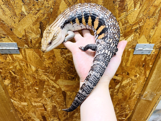 キタアオジタトカゲ