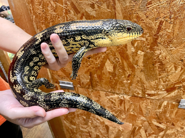 マダラアオジタトカゲ