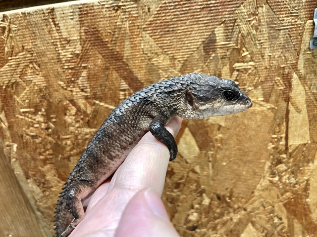 スラウェシクロコダイルスキンク