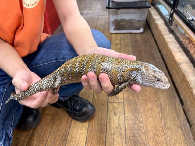 ケイアオジタトカゲ