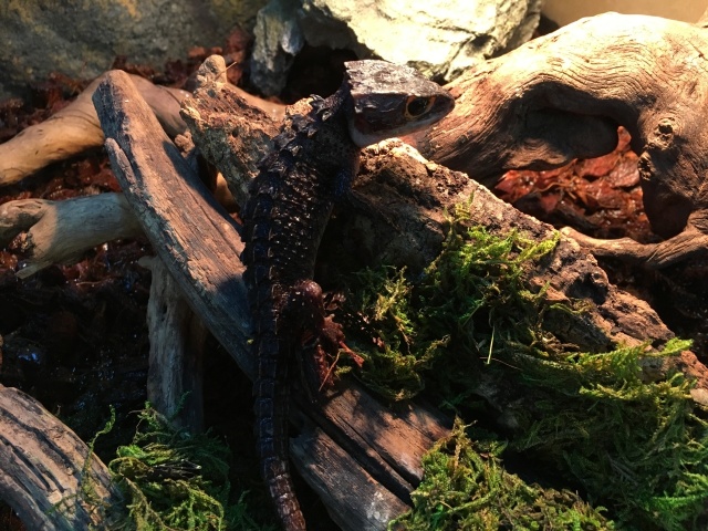 アカメカブトトカゲ