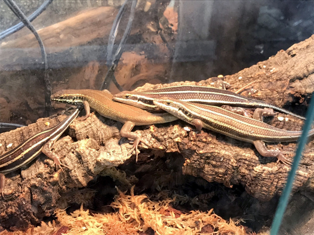 イツスジマブヤ