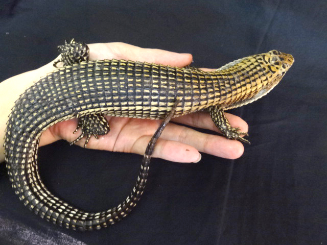 ニシオニプレートトカゲ