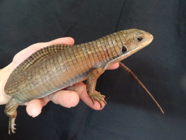 ヒガシオニプレートトカゲ