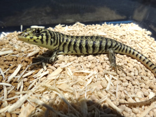 ゼブラスキンク