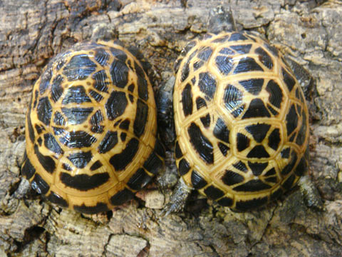 爬虫類図鑑 カメ図鑑（リクガメ）