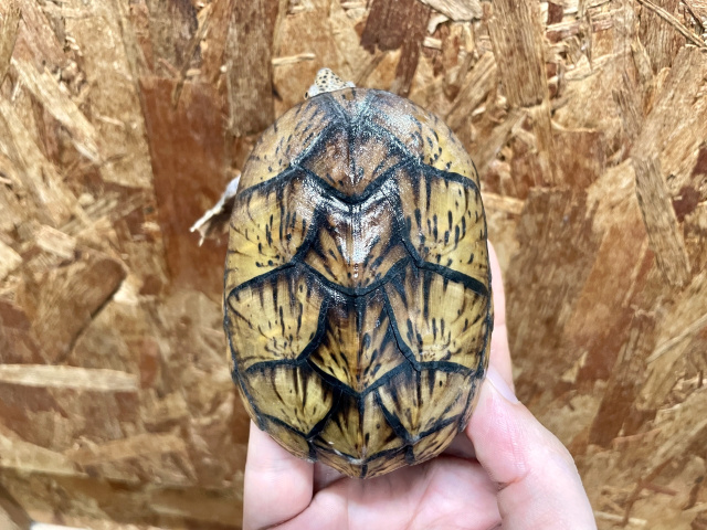 オオアタマヒメニオイガメ