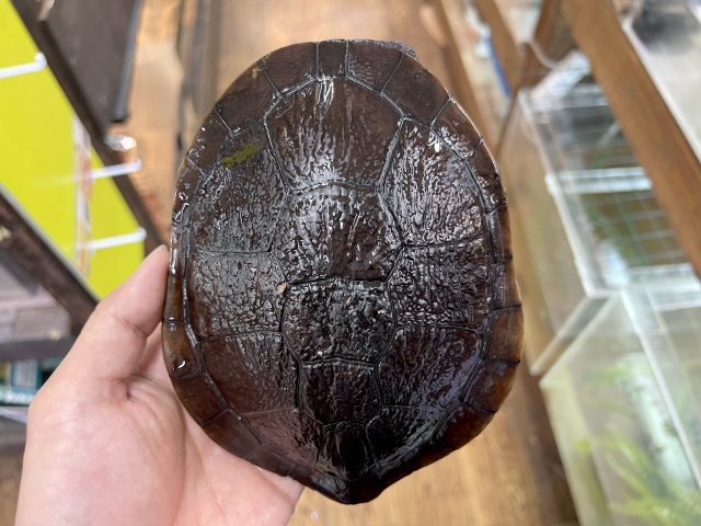 マッコードナガクビガメ