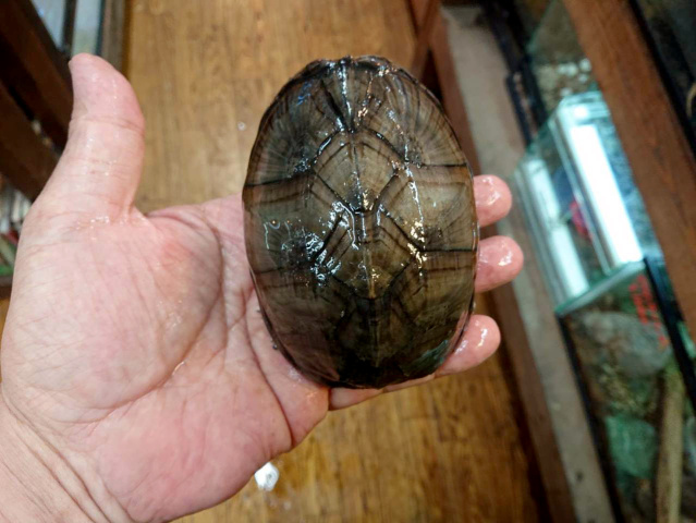 ミシシッピニオイガメ