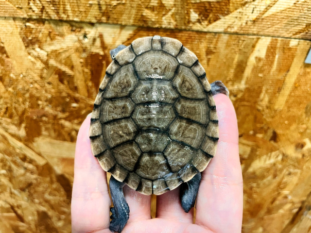 オーストラリアナガクビガメ