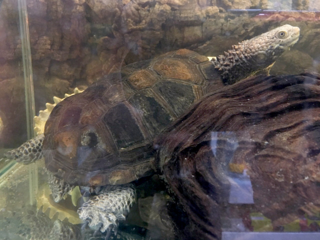 クロハラヘビクビガメ