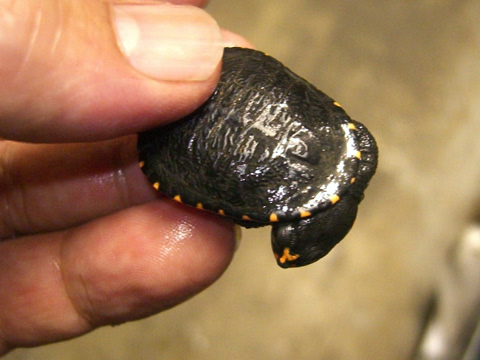 グナレンナガクビガメ