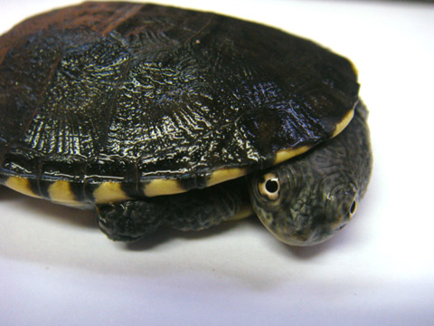 ブチハラヘビクビガメ