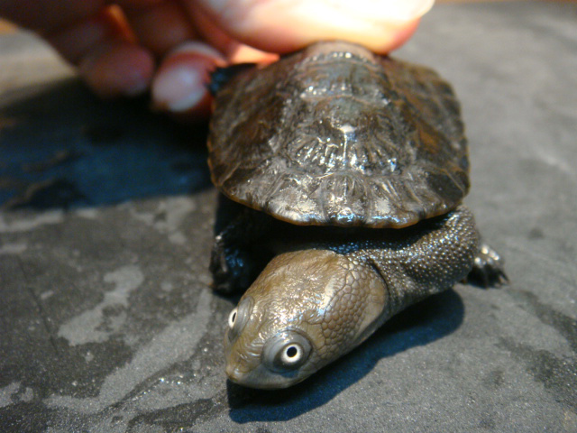 カンナガクビガメ