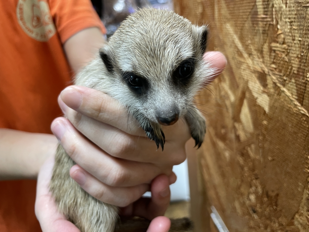 爬虫類ショップ サウリア守口店｜ミーアキャット