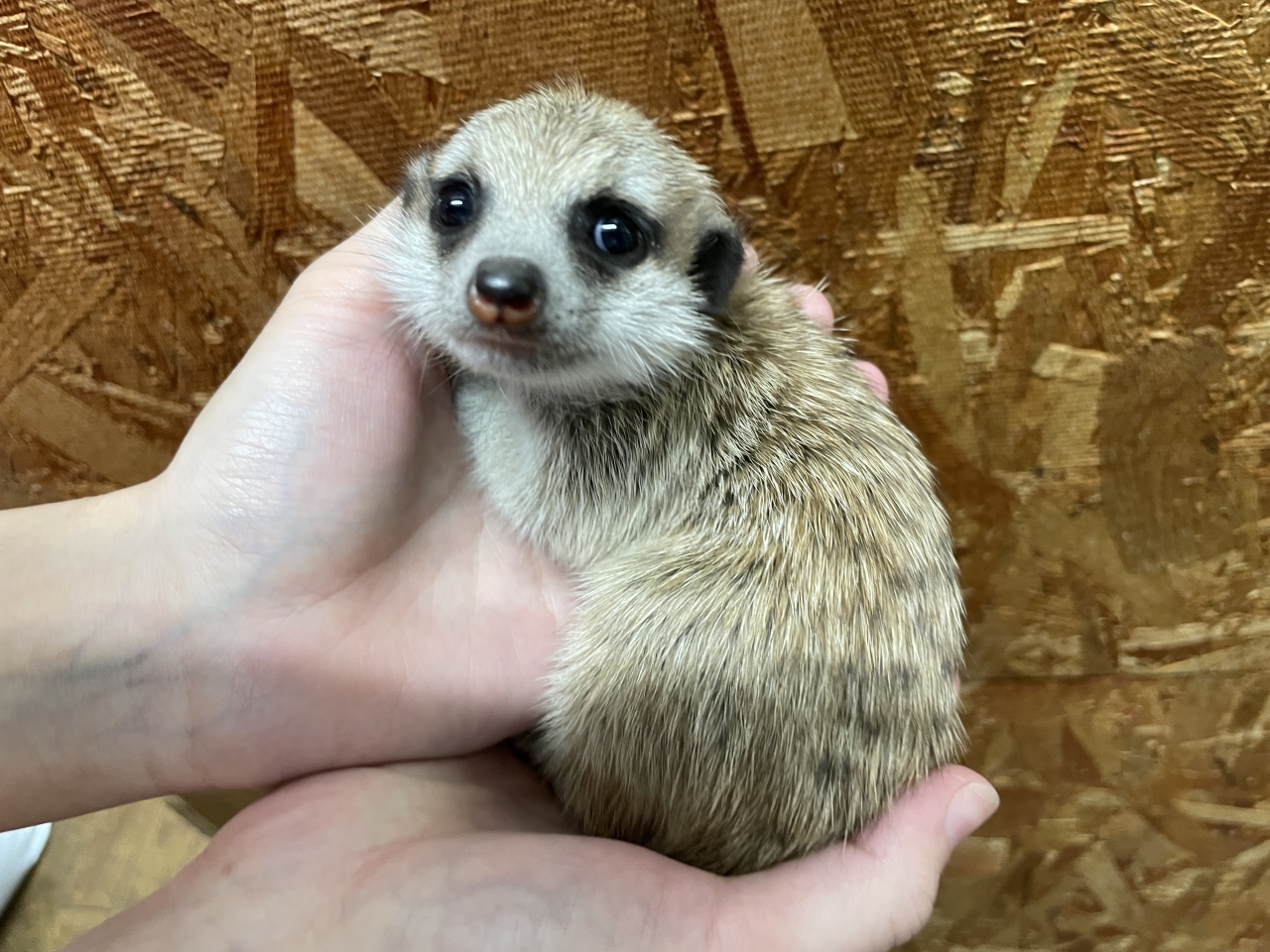 爬虫類ショップ サウリア守口店｜ミーアキャット