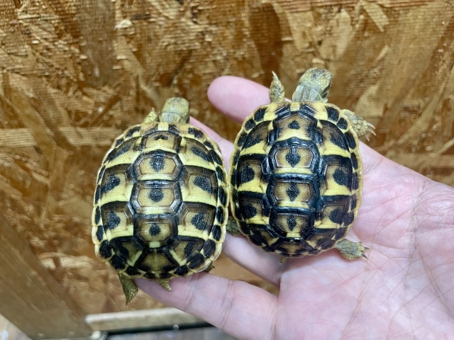 ニシヘルマンリクガメ(トスカーナ)