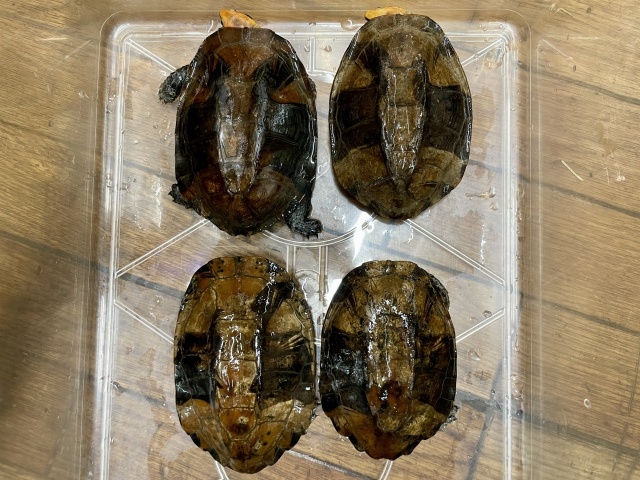 ズアカヒラタヘビクビガメ