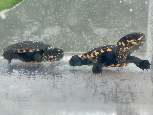 グナレンナガクビガメ